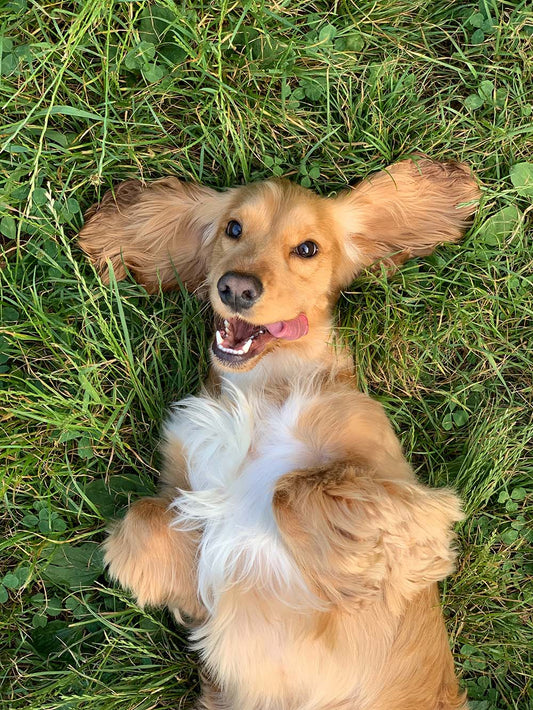 Conseils chein : Un Ventre Heureux : 7 Conseils pour une Meilleure Digestion Canine. Un chien mignon et heureux dans l'herbe. 